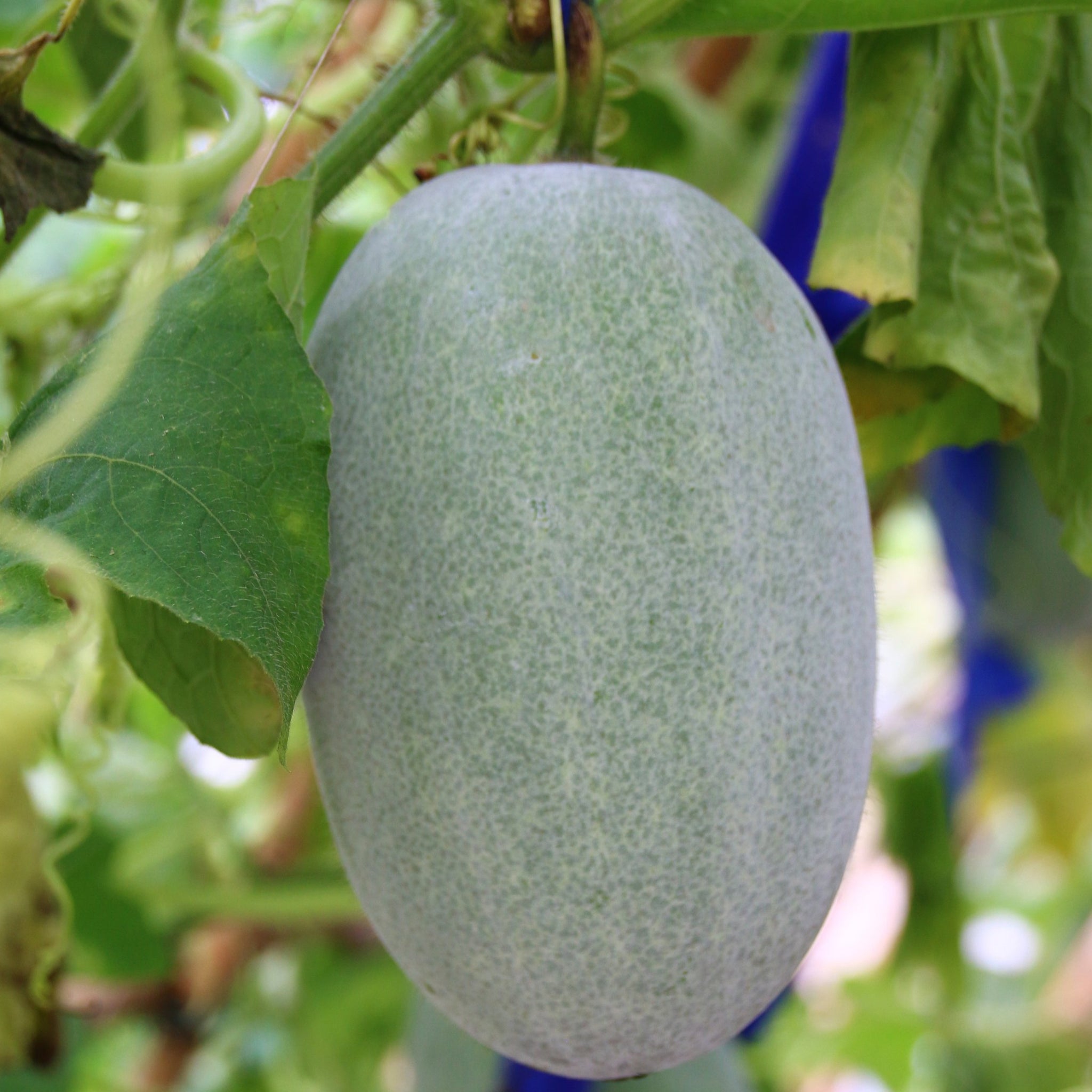 香港小冬瓜種子 Hong Kong mini wax gourd wintermelon seed