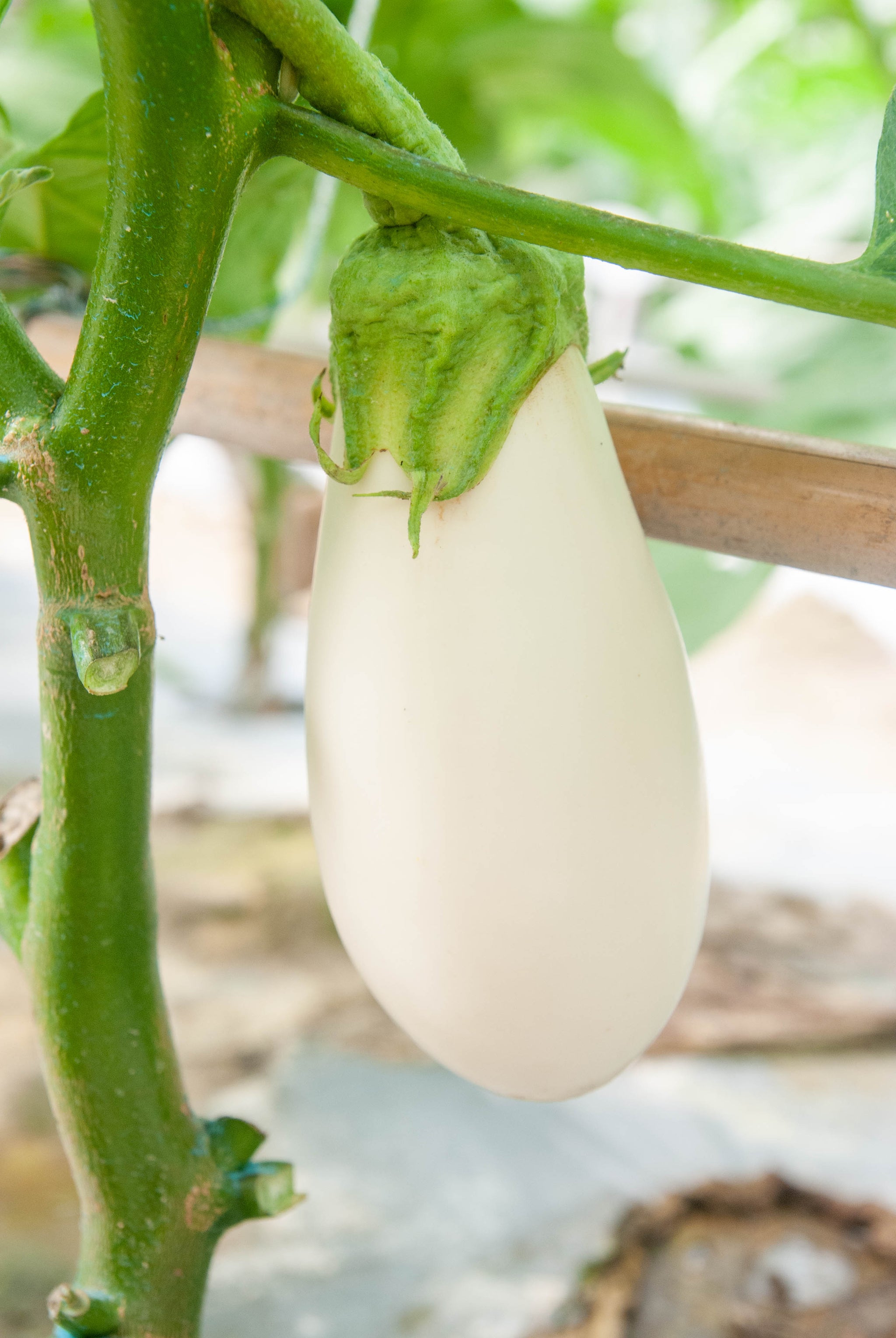 F1 Eggplant - Snow White – cloverseedretail