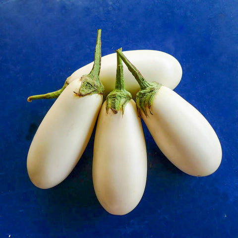 香港白茄子 白矮瓜 種子 Hong Kong White Eggplant White Aubergine seed