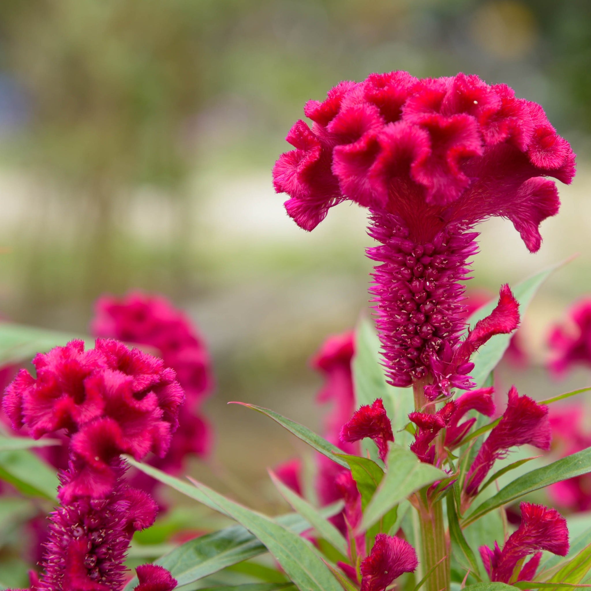 Celosia Cristata Flower Images | Best Flower Site
