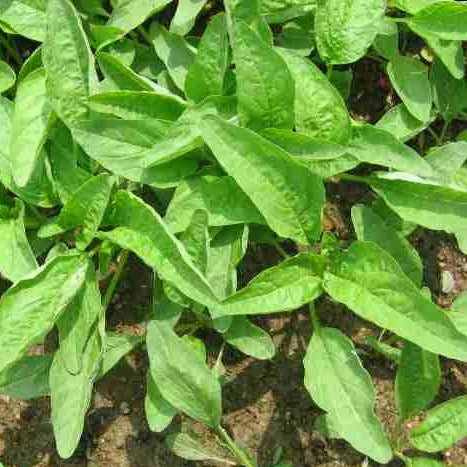 Amaranthus - Green Pointed Leafed