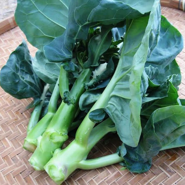 香港芥蘭種子 Hong Kong Chinese Kale 遲水芥蘭 Clover Seed 高華種子