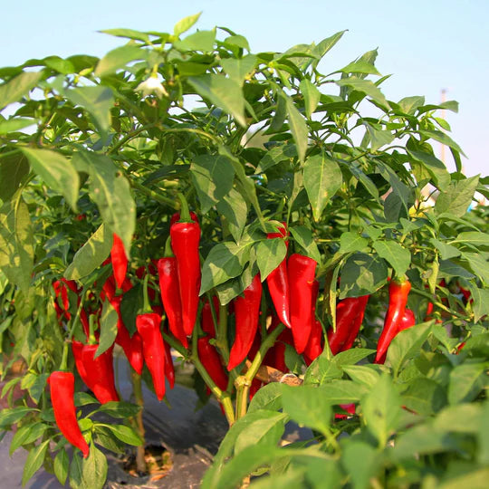 F1 Chili Seedlings (Pickup Only)