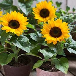 Pot Plant - F1 Sunflower Seedlings (Pick-up only)
