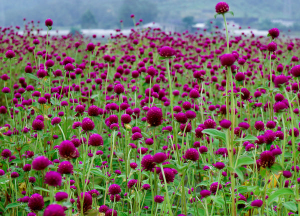 香港紫紅千日紅種子 Hong Kong Purple Gomphrena flower seed