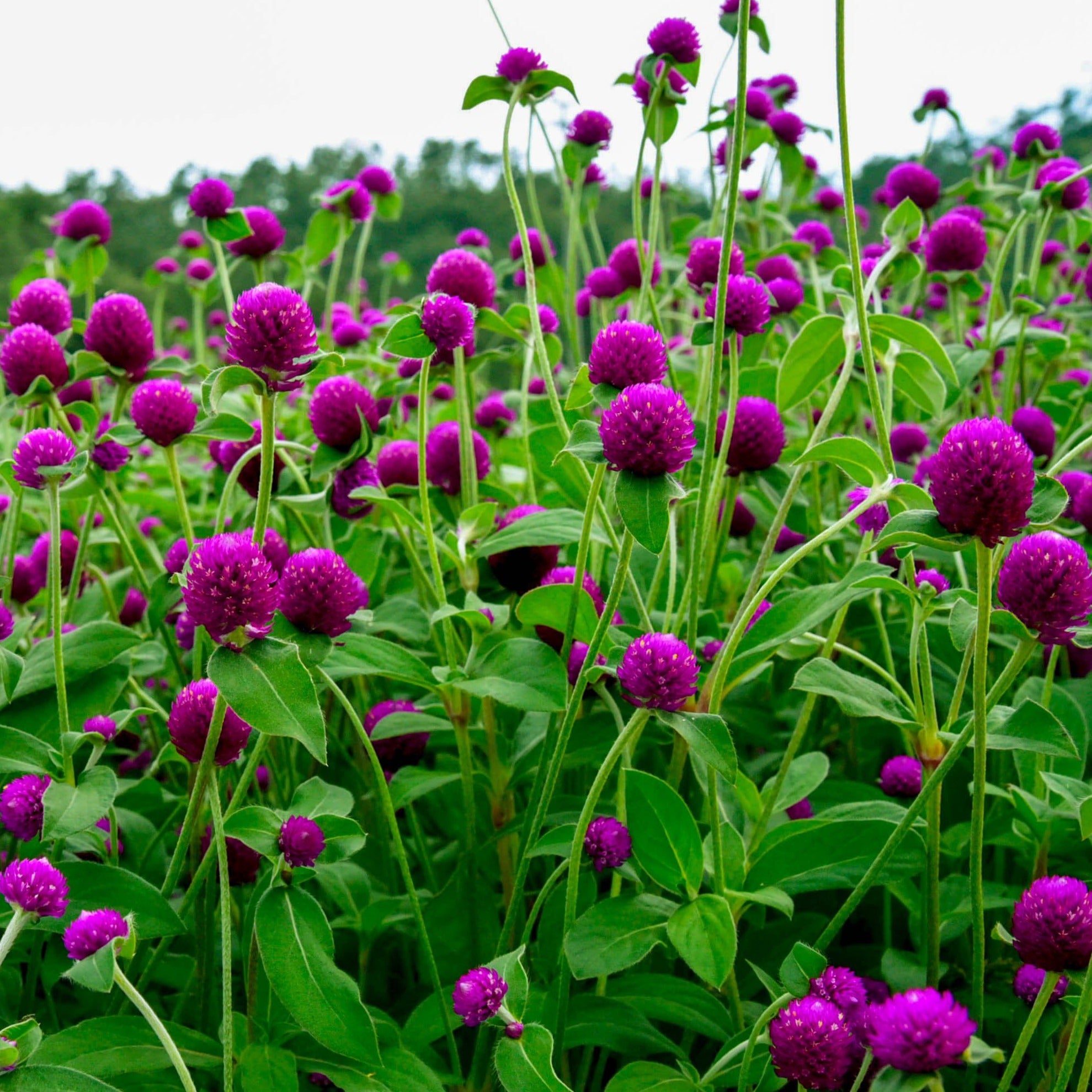 香港紫紅千日紅種子 Hong Kong Purple Gomphrena flower seed