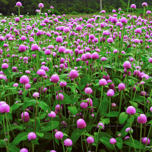 香港粉紅千日紅花卉種子 Hong Kong Pink Gomphrena flower seed