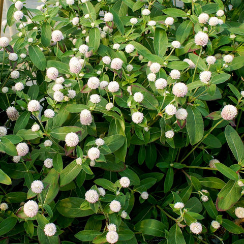 香港白色千日紅花卉種子 Hong Kong White Gomphrena Globosa flower seed