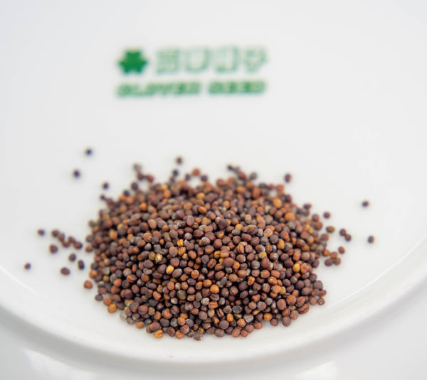 Hong Kong Clover Seed Babyleaf 香港高華種子紫白菜