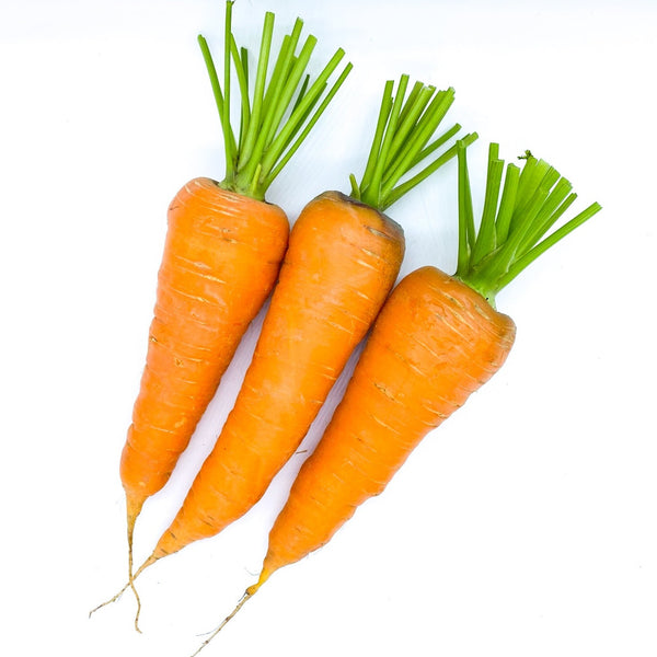 紅蘿蔔 新黑田五吋 / Carrot Kuroda Type