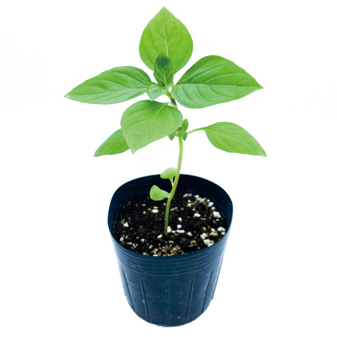 香港 泰國羅勒 金不換 九層塔 幼苗 Hong Kong Thai Basil Seedling