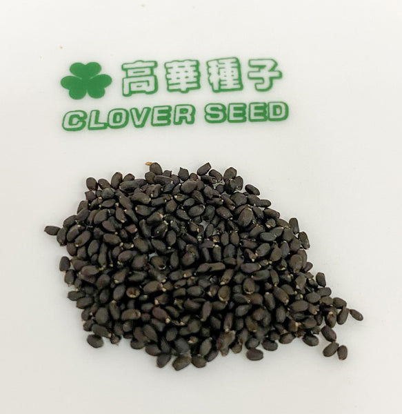香港羅勒種子 Hong Kong Sweet Basil seed