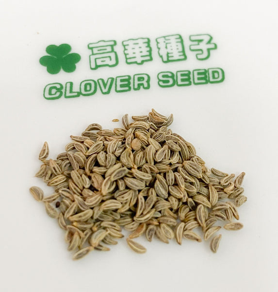 香港意大利番茜香芹種子 Hong Kong Italian Parseley Seed