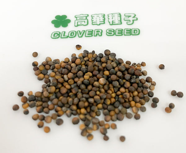 香港羽衣甘藍種子 Hong Kong Kale Seed