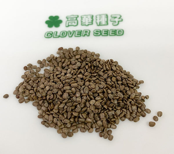 香港西洋菜 水田芥 水芹種子 Hong Kong cress watercress seed