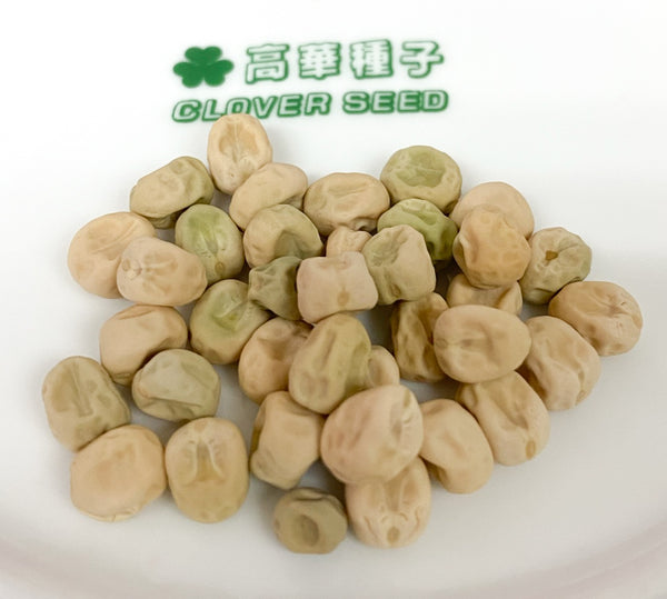 香港豆苗種子 Hong Kong pea beansprout seed