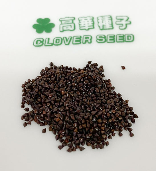 香港微菜苗 酸模種子 Hong Kong Sorrel seed microgreen