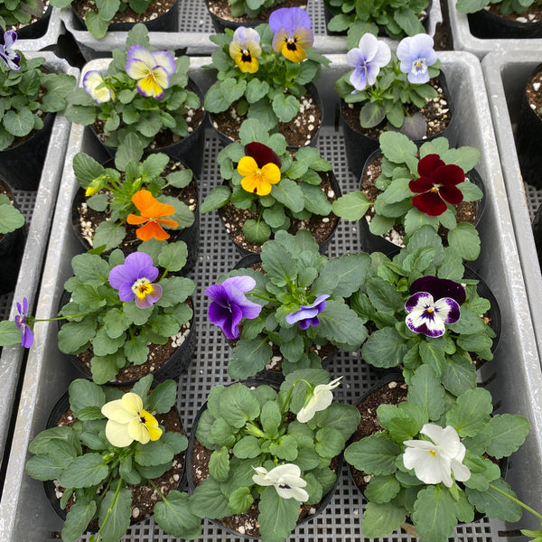 Viola Seedlings (Pick-up only)