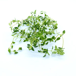 香港百里香香草種子 Hong Kong Thyme herb seed