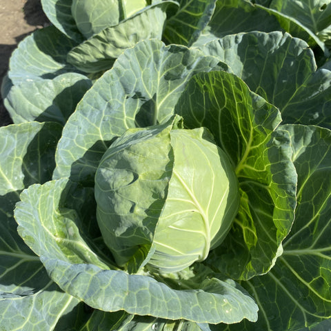 Hong Kong Cannonball Cabbage Round Cabbage Seed 香港圓椰菜種子 Sakata Seed 坂田種子