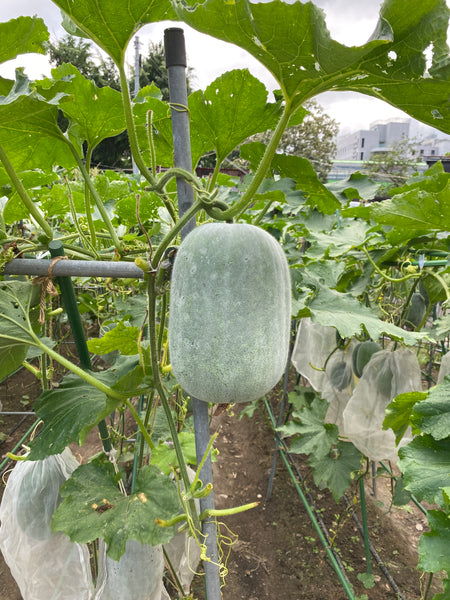 F1 冬瓜苗 (只限自取)  / F1 Wax Gourd Seedlings (Pick-up only)