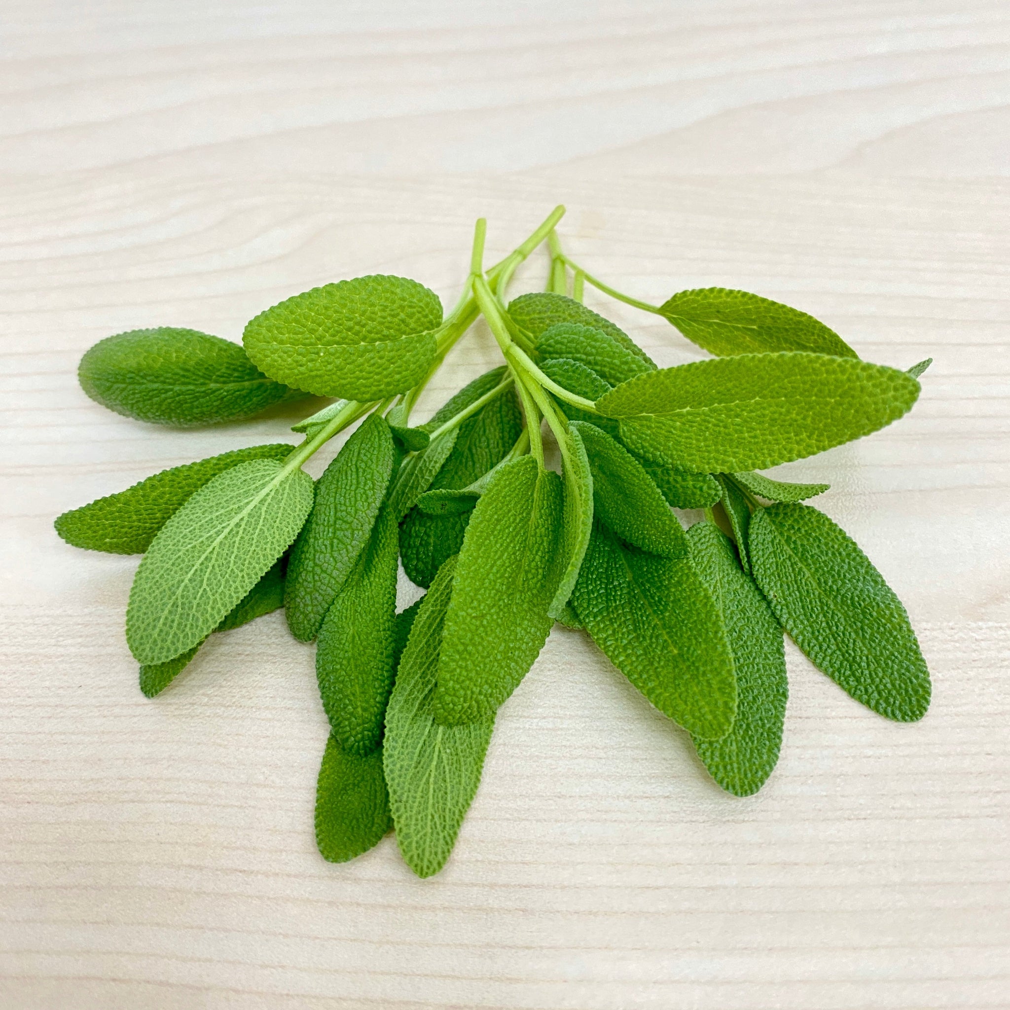 香港 香草 鼠尾草 microgreen 微型菜苗種子 Hong Kong Herb Sage  microgreen Seed