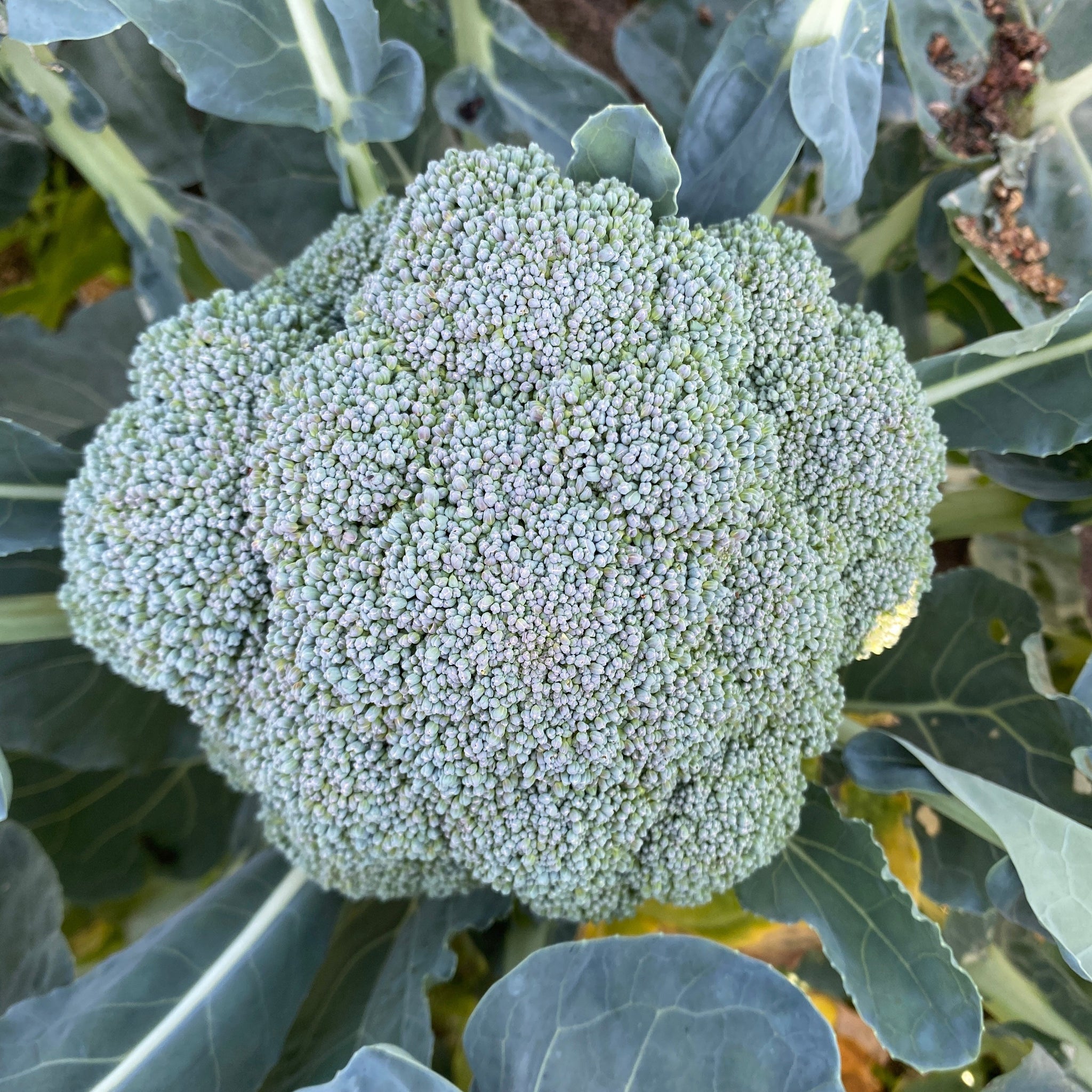 Broccoli Magic Shapoo F1 Broccoli - Green Magic – cloverseedretail