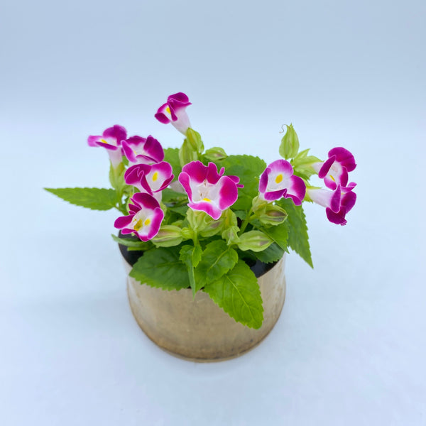 F1夏堇 玫紅色(丸粒化)/ F1 Torenia Rose (Pelleted)