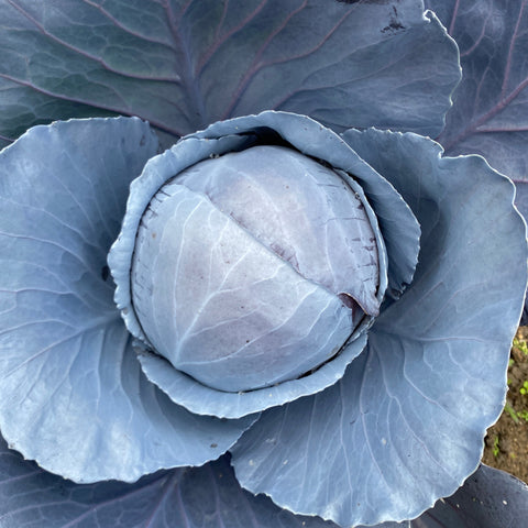  F1 Red Cabbage - Omero (Coated)