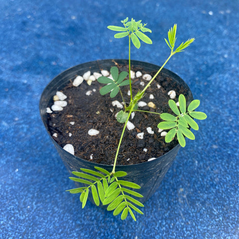 香港 怕醜草苗 含羞草苗 園藝盆栽 Hong Kong Sensitive Plant Mimosa Pudica Seedling Pot Plant Container