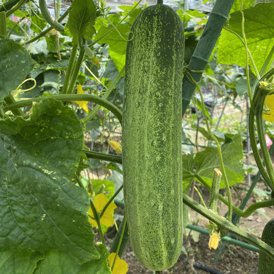 香港迷你青瓜苗 水果青瓜苗 Hong Kong Mini Cucumber Seedling