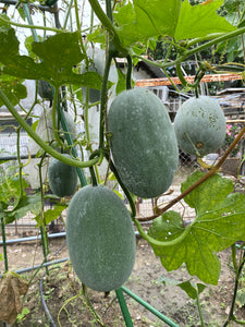 F1 冬瓜苗 (只限自取)  / F1 Wax Gourd Seedlings (Pick-up only)