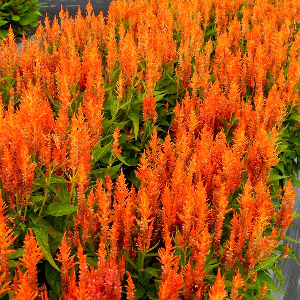 Celosia plumosa Sunset Series - Orange