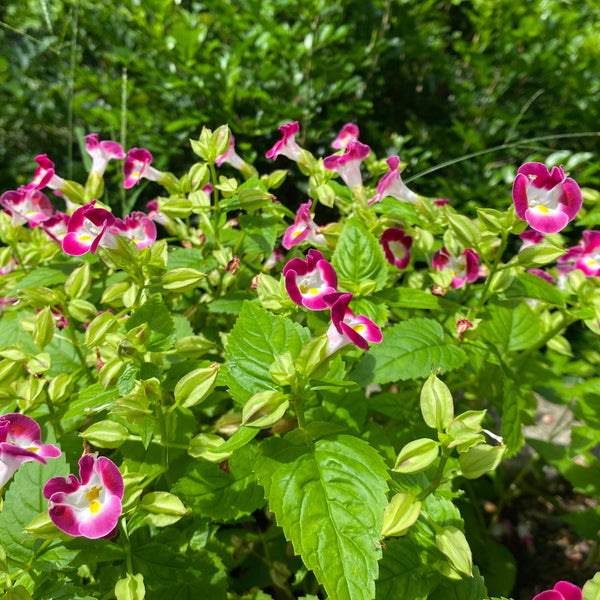 F1夏堇 玫紅色(丸粒化)/ F1 Torenia Rose (Pelleted)