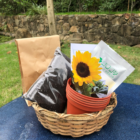 香港 向日葵種子 種植禮品套裝 Hong Kong Sunflower Seed Grow Kit Gift Set