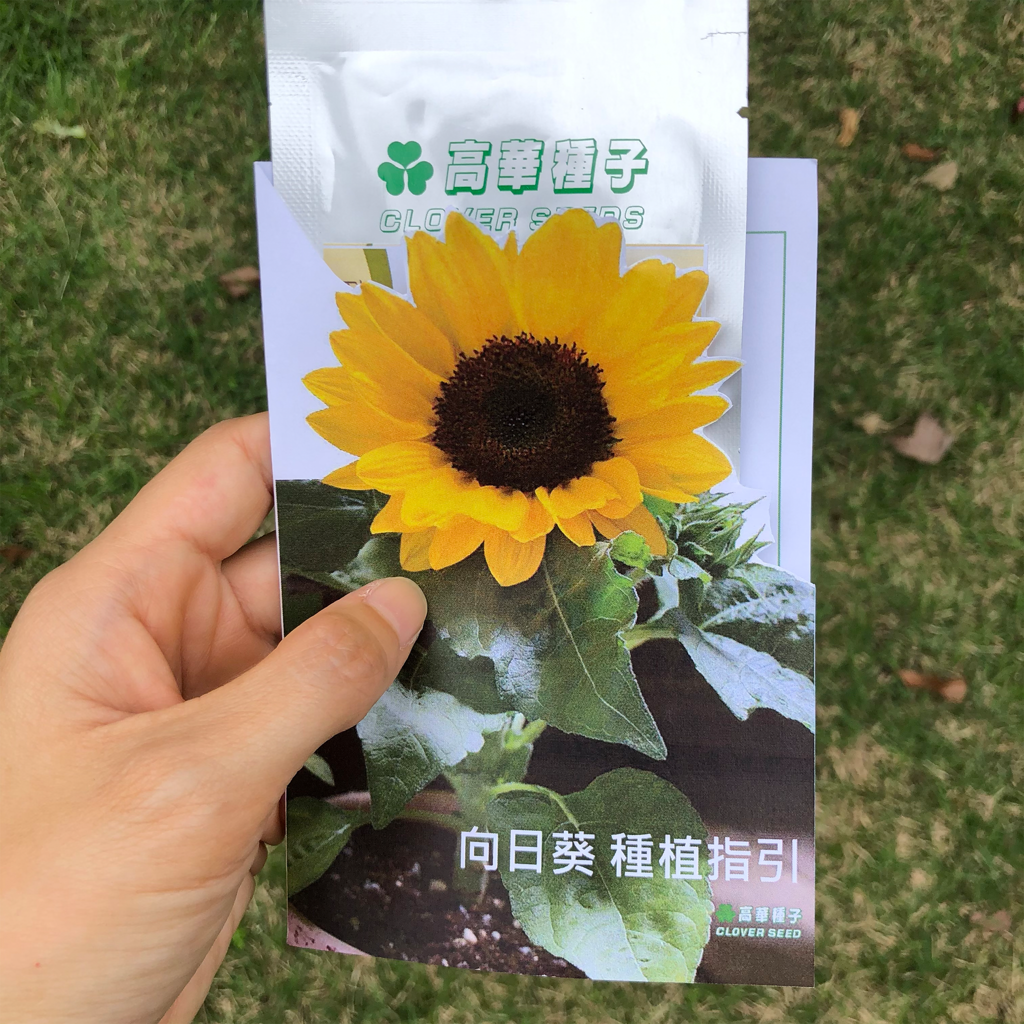 向日葵種植套裝【不設平郵】 – cloverseedretail