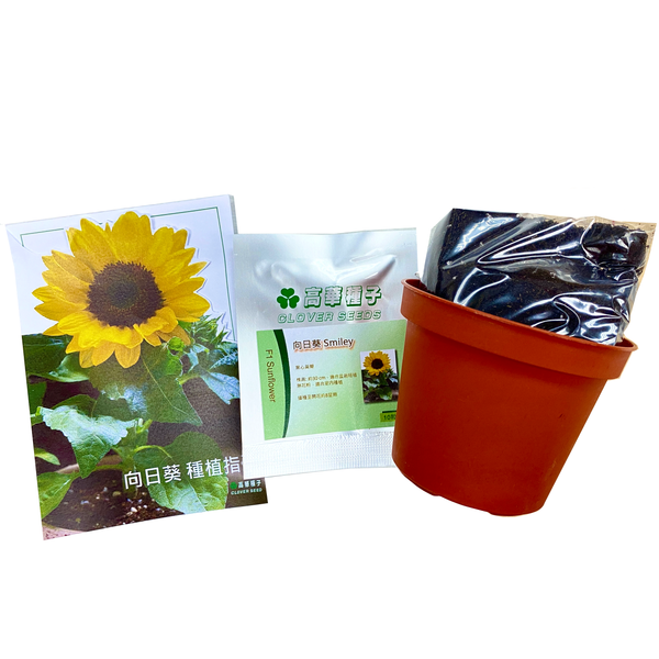 香港 向日葵種子 種植禮品套裝 Hong Kong Sunflower Seed Grow Kit Gift Set