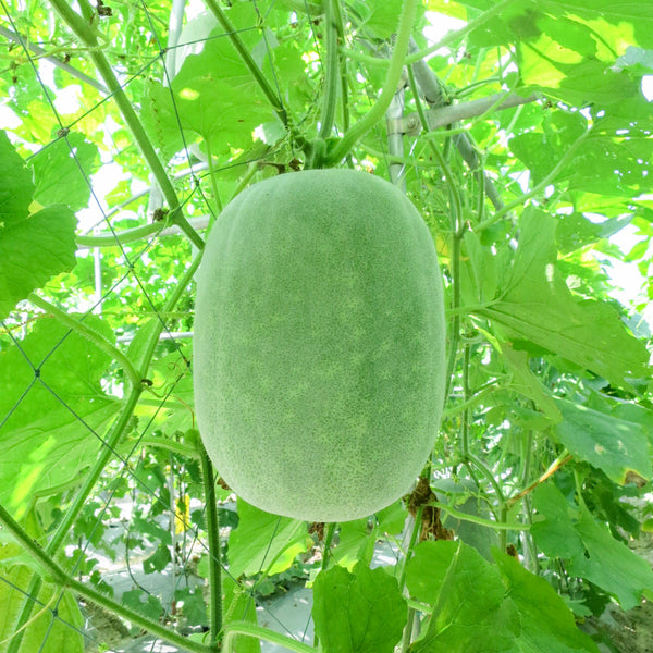 香港冬瓜種子 Hong Kong Wax Gourd Wintermelon seed