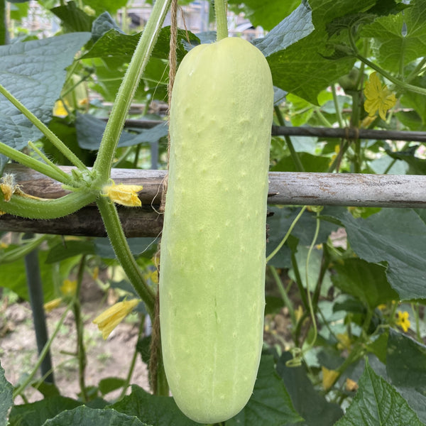 F1 青瓜苗 (只限自取)   / F1 Cucumber Seedlings (Pick-up only)