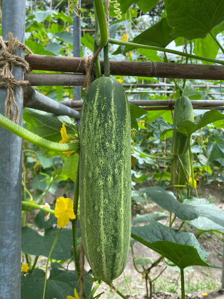 香港老黃瓜種子 Hong Kong Brown Cucumber seed