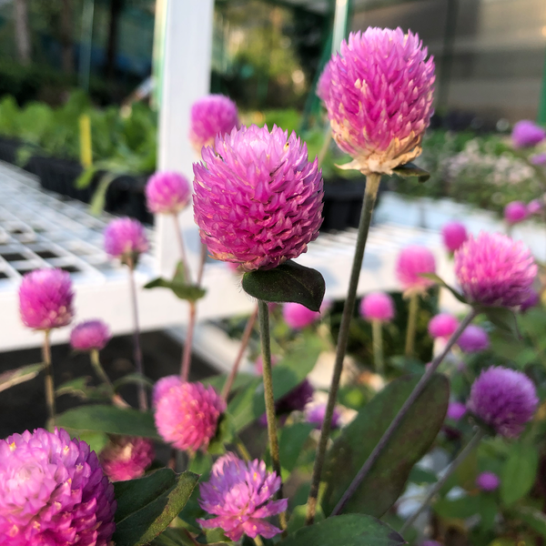 香港粉紅千日紅花卉種子 Hong Kong Pink Gomphrena flower seed