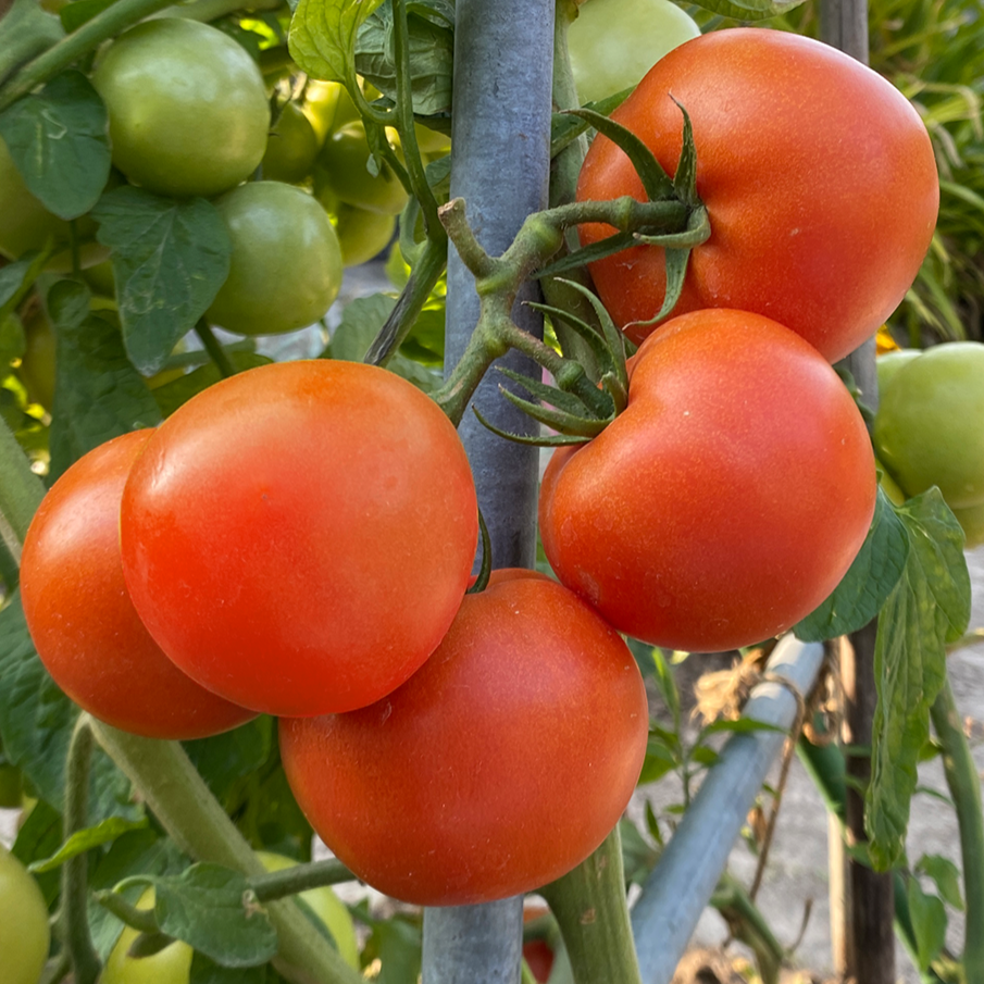 香港蕃茄 番茄種子 Hong Kong Tomato seed
