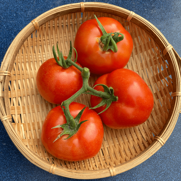 香港 番茄種子 Hong Kong Tomato seed