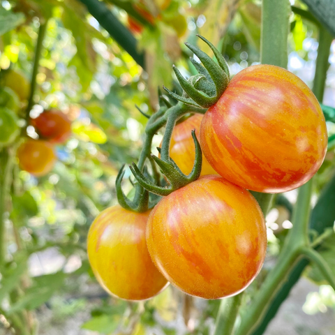 香港有機斑馬紋蕃茄 番茄種子 Johnny's 種子 Hong Kong organic zebra Tomato Seed