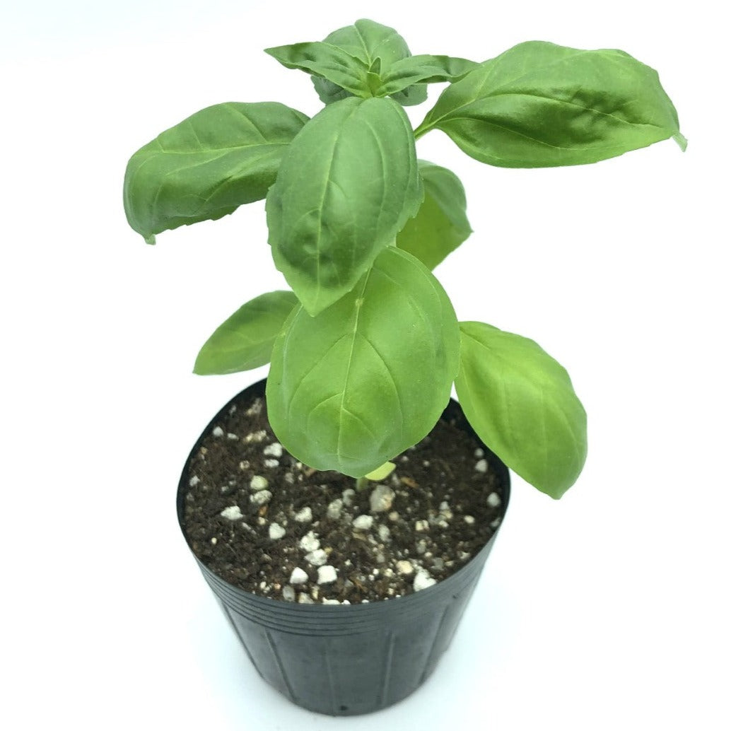 Herbs Sweet Basil Seedlings (Pick-up only)